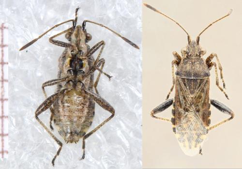 Réf. 312 275 : Stictopleurus punctatonervosus